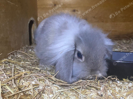 Angora mini lops.