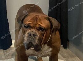 Duke DBD X Old thyme English bulldog