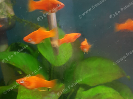 Swordtails