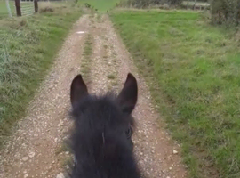 Looking for a horse to share 14hh+