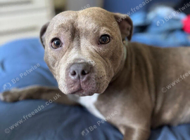 Female staffy for sale