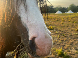 Blue 12.1 Welsh cob
