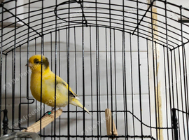 Variegated Buff Fife Canary Male from show bloodlines