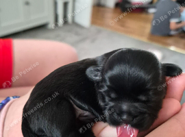 Shitzu puppies
