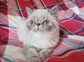 STUNNING PEDIGREE PERSIAN EXOTICS