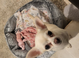 White female chihuahua 2 and half years old
