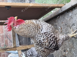 Rooster