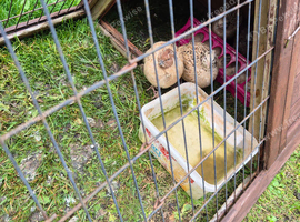 4 quail