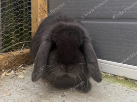 Show type Mini Lop