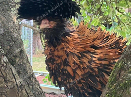 Young cock