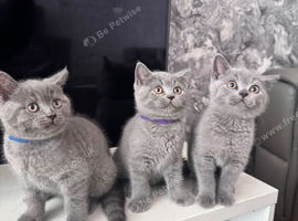 British Short hair kittems!