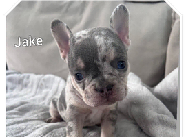 Beautiful frenchies ready for their new homes NOW