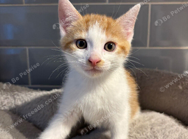 Kittens 8 weeks old