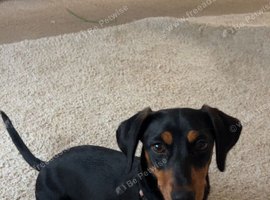 1 year old Dachshund