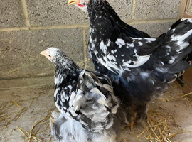 Mottled Brahmas