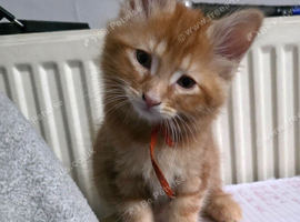 Ginger boy kitten