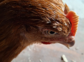 Bovan brown hens