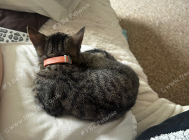 Kitten for sale
