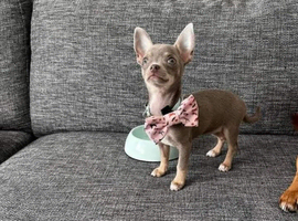 Rare female chihuahuas