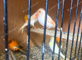 Cockatiels finches 40 budgies canary's