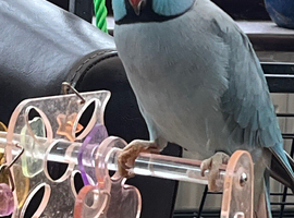 Indian Ringneck Blue male