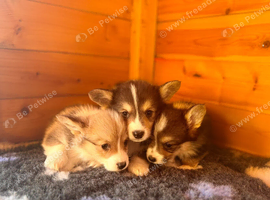 Kc Pembroke corgi puppies