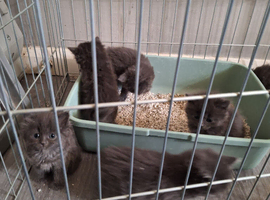 6 fluffy gray kitten for sale