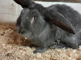 CONTINENTAL GIANT RABBIT FOR  SALE BLUE BOY
