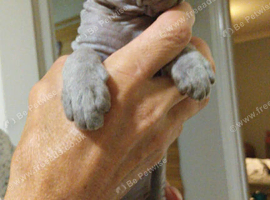 canadian sphynx