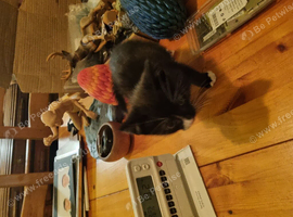 Kittens for rehoming