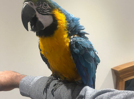 Stunning HandReared Baby Blue & Gold Macaw Parrot,2