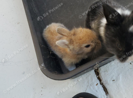 Mini lops and lion heads