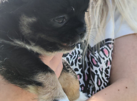 Stunning long coat tri chihuahua boy
