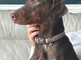 5 year old Doberman bitch