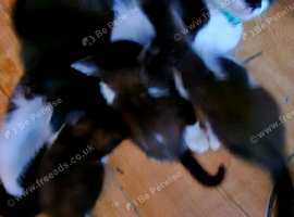 Kittens for sale 30 pound