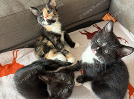 Beautiful Part- Ragdoll kittens