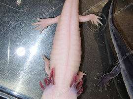 Lucy Axolotl (4 months old )
