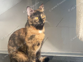16 month old female cat for sale