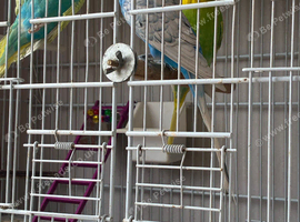 Budgies