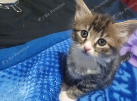 Kittens