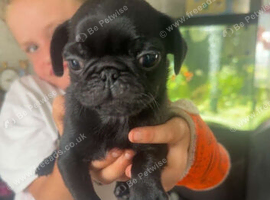 3 beautiful pugs