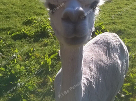 Four alpacas to good home