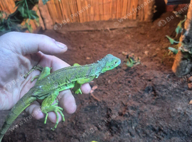 Green iguana