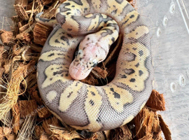 Super pastel clown het vpi axanthic