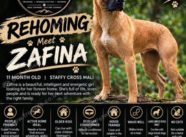 Zafina