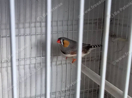 Zebra finch cock
