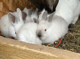 Rabbits for sale
