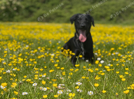 Rehoming - Labrador x border collie