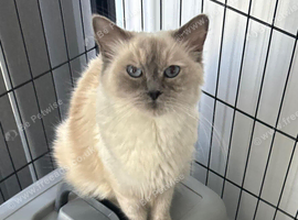 Ragdoll cat