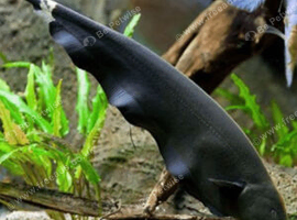 Ghost knife fish